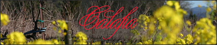 Calafia – mustard in bloom between the vines