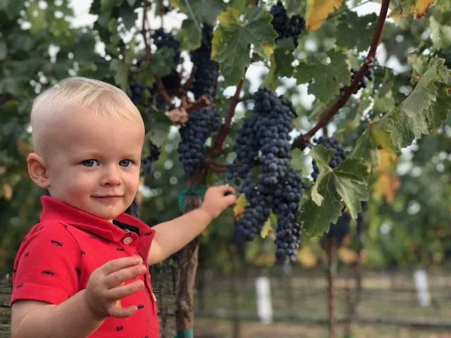 A toddler reaching for a cluster of ripe grapes on the vine