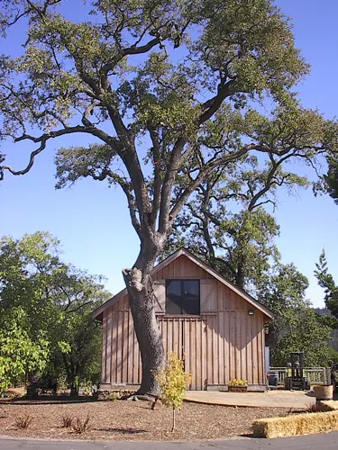 A tall oak tree beside the wooden winery barn
