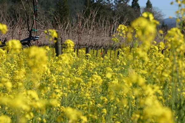 Yellow mustard flowers blooming between vineyard rows