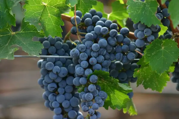 Clusters of ripe dark grapes hanging on the vine