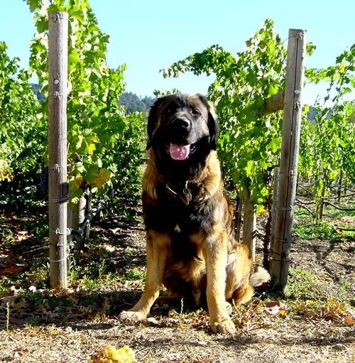 Hank the dog sitting between vineyard rows