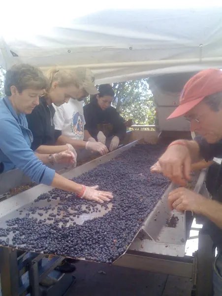 People sorting freshly harvested grapes by hand