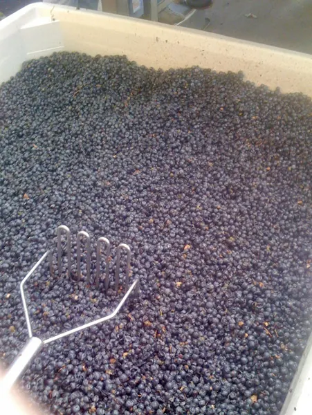 A bin of freshly harvested grapes